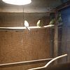 Parakettes