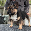 Mini sable French bulldog male