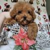 Micro tiny toy Goldendoodle puppies