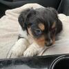 Mini AUSTRALIAN SHEPHERDS