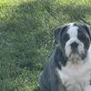 Beautiful 11 week old English bulldog blue tri color