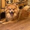 Pomeranian puppies for sale