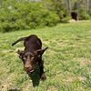 Chocolate Lab Puppies