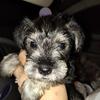 Schnauzer puppies have arrived !!!!
