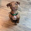 8 week old pit/corso