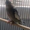 Lot of 9 cockatiels