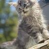 Tica Maine coons get urs today text740-979-9668