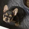 AKC female French bulldog