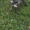 Puppy for sale 