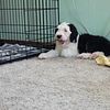 Sheepadoodle