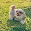 UKC Reg Purebred Mi-Ki Young Adult Male