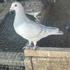 Milky racing pigeons