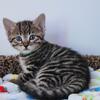 TICA Registered Brown spotted bengal female kitten available for sale 
