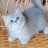 NEW Elite British kitten from Europe with excellent pedigree, female. Liliya