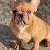 Male fawn Frenchie