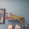 Large Green iguana approximately 1 year