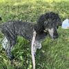 Akc brindle female standard poodle