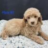 Up-dated 12/10/25 - Rusty -Dark Blue Collar Moyen Poodle Puppy- Stunning, Playful, And Ready Now! -