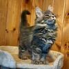 Maine Coon Female Kitten (Piper 220) Available Now in Northwest Ohio