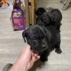 Cane corso puppies males and females  akc registered and iccf registered