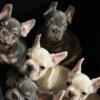 Beautiful Frenchies for sale boys 1700 females 1900 located in jax