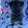 LONGCOAT GERMAN SHEPHERD PUPPIES