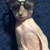 Female sphynx kitten available 