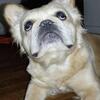 fluffy Frenchie