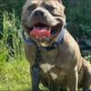 ABKC Registered American Bully Puppy  Beautiful 14 week old Tri Colored Male   Looking for his Furever Home!