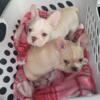 Akc French bulldog pups 2 males