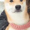 Shiba Inu