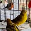 Beautiful singing Canaries and Society Finches