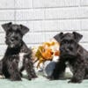 Beautiful AKC Mini Schnauzer Puppies