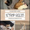 Stud Service Available – AKC Parti Yorkie (Proven)