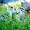 Brown Chinese Goslings