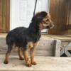 Three year old Toy Yorkie Male