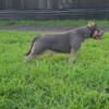 Tri color americanbully female