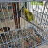  English parakeets(Budgie)