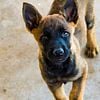 Malinois Puppies (AKC)