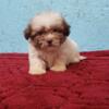 Bichonpoo Puppy For Sale