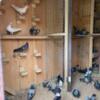 Serbian High Flyer Pigeons for Sale