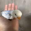 Lovebird Babies for sale