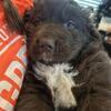 AKC male Newfoundland