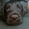 Labradoodle Puppies for Sale