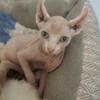 Male Elf sphynx kitten