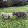 American bully puppies