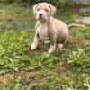 Xl American Bully Puppies For Sale