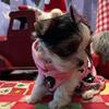 Female Yorkshire Terrier