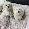 Beautiful Maltese Puppies