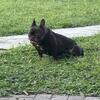 Female french Bulldog 